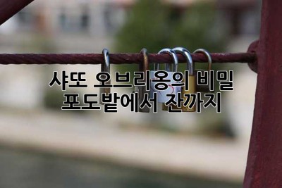 샤또 오브리옹의 비밀, 포도밭에서 잔까지🍷