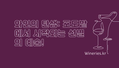 와인의 탄생: 포도밭에서 시작되는 선별의 예술!