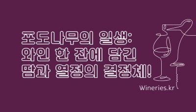 포도나무의 일생: 와인 한 잔에 담긴 땀과 열정의 결정체!